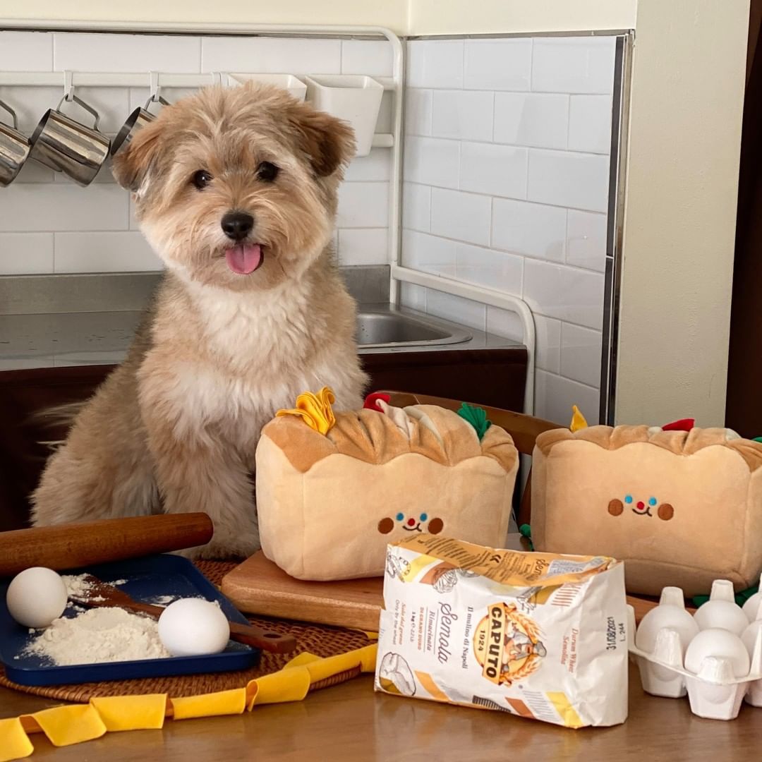 《寵物》韓國麵包吐司藏食桶寵物絨毛玩具